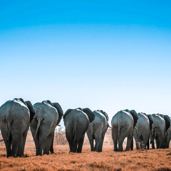 Etosha Southimage - 0