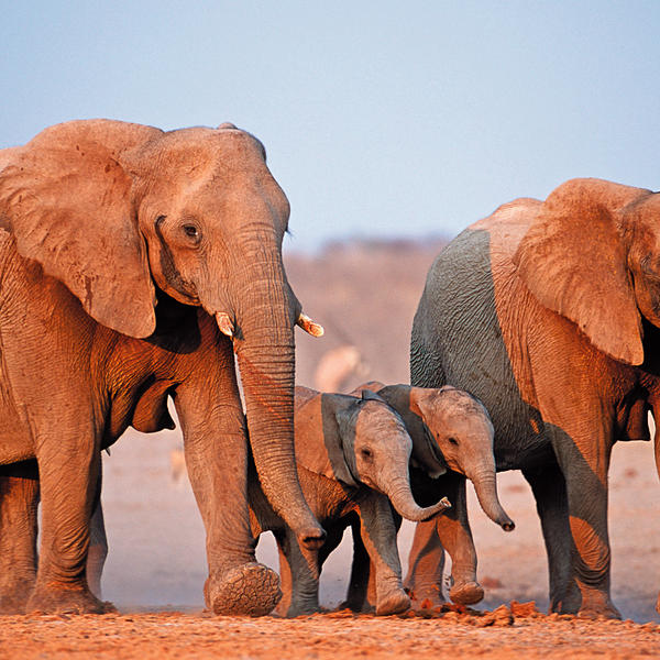 Etosha Nationalparkimage - 0