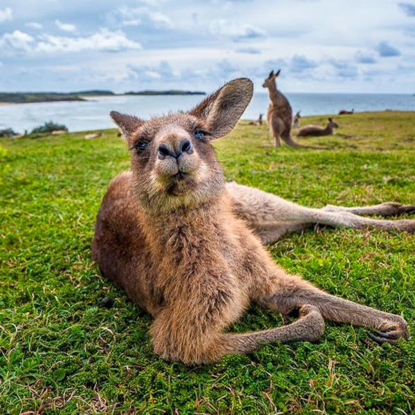 Kangaroo Islandimage - 0