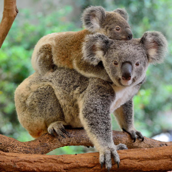 Kangaroo Islandimage - 0
