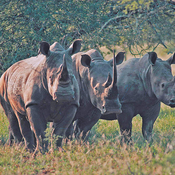 Kruger nationalparkimage - 0