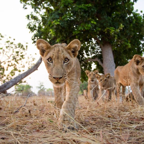 Kruger nationalparkimage - 0