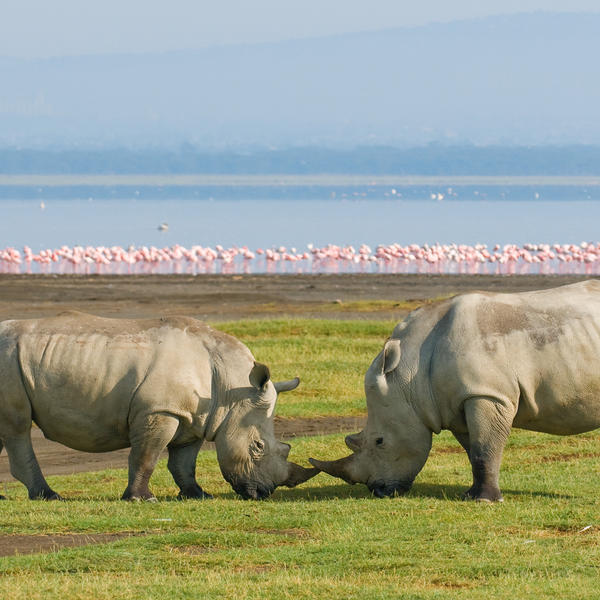 Lake Nakuru Nationalparkimage - 0