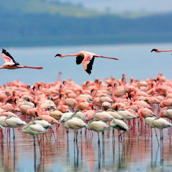 Lake Nakuru Nationalparkimage - 1