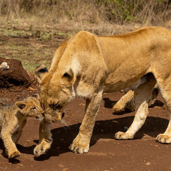 Nairobi nationalparkimage - 0