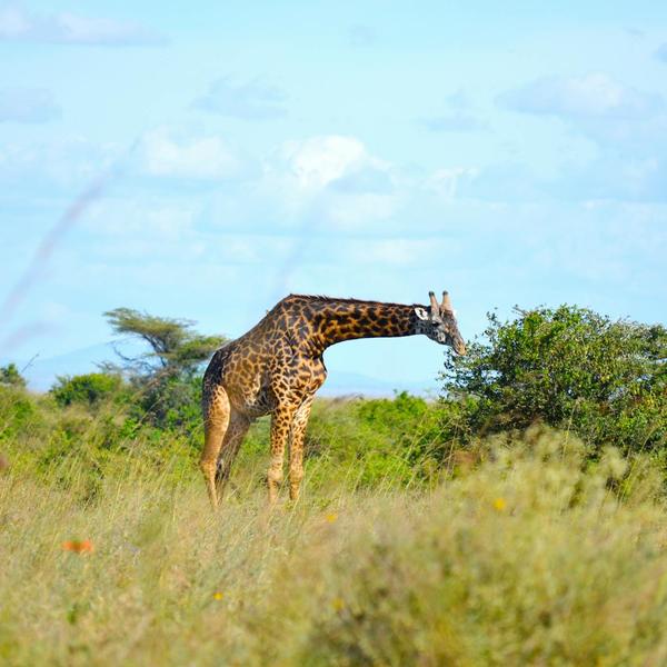 Nairobi nationalparkimage - 1