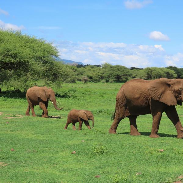 Serengeti National Parkimage - 1