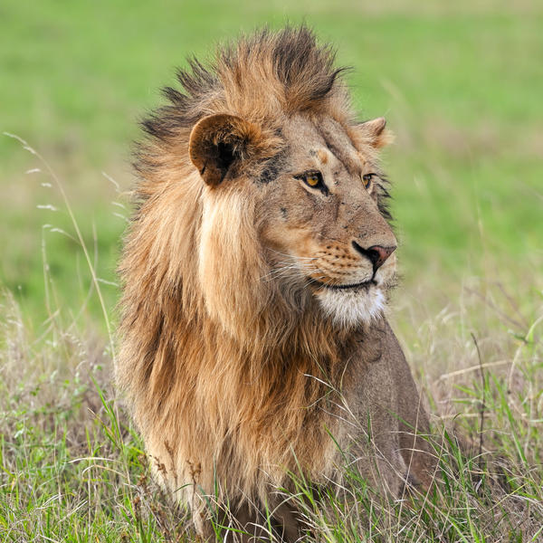 Serengeti National Parkimage - 0