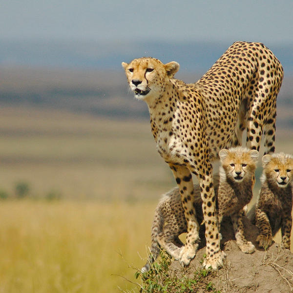 Serengeti National Parkimage - 1