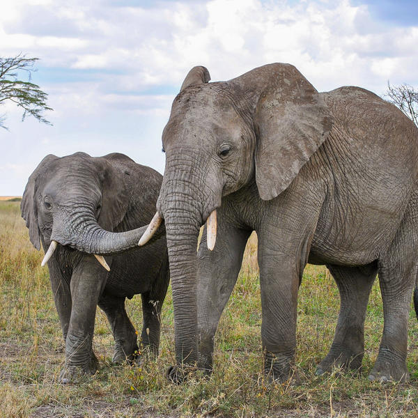 Tarangire National Parkimage - 0
