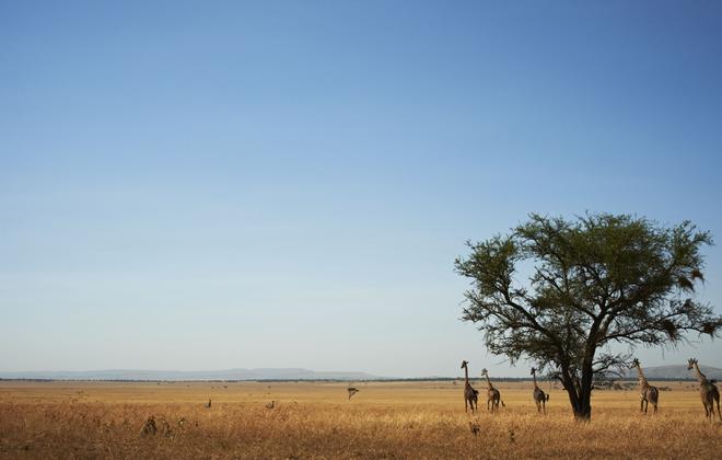 Singita Grumeti