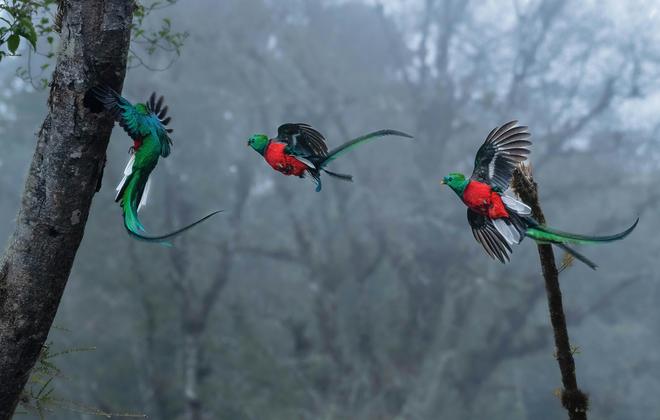 Quetzal birds flying Costa Rica