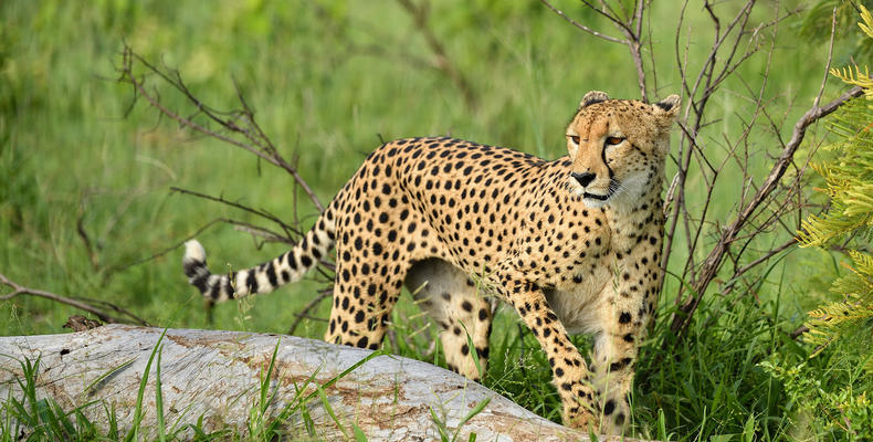 See spots on safari 🐾