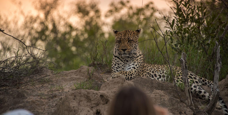 One of the best #leopard viewing areas in #SouthAfrica 
