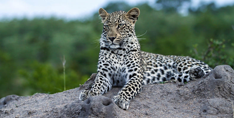See spots on safari 🐾