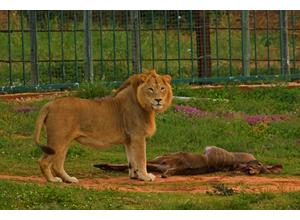 Lion Release now free-roaming