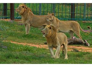 Lion Release, now free-roaming