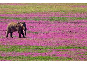 Spring Elephant