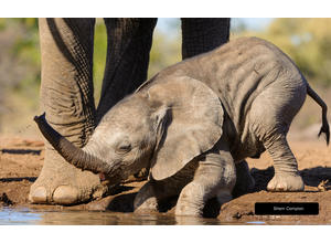 Up close and personal game viewing