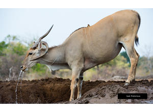 Mashatu's wildlife