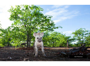 Mashatu's Wildlife