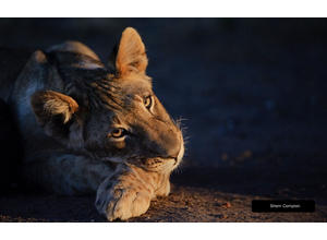 Mashatu's Wildlife