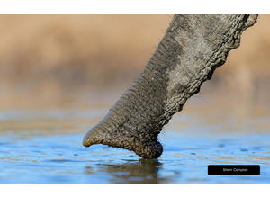 Photographic hide