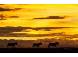Burning savannah