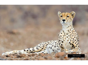 Mashatu's wildlife