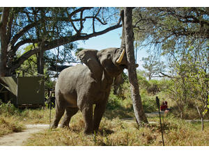 Elephant in Camp
