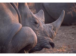 White Rhino