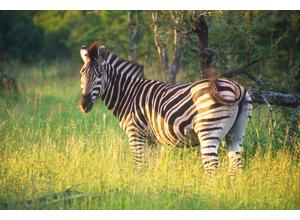 Zebra