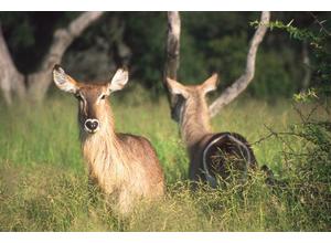 Waterbuck