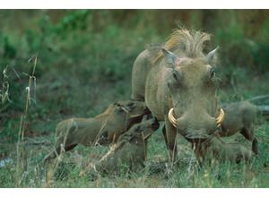Warthog Family