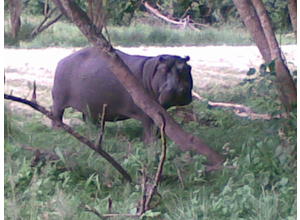 Hippo