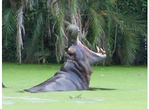 Hippo