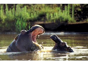 Kariega hippos