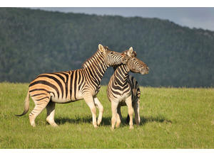 Kariega zebras