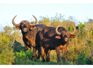 Kariega buffalo