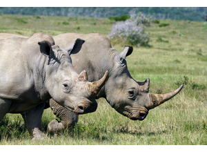 Kariega rhino