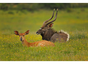 Kariega antelope