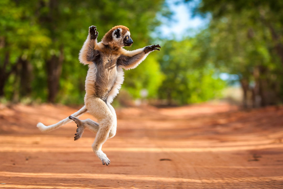 Madagaskars höjdpunkter