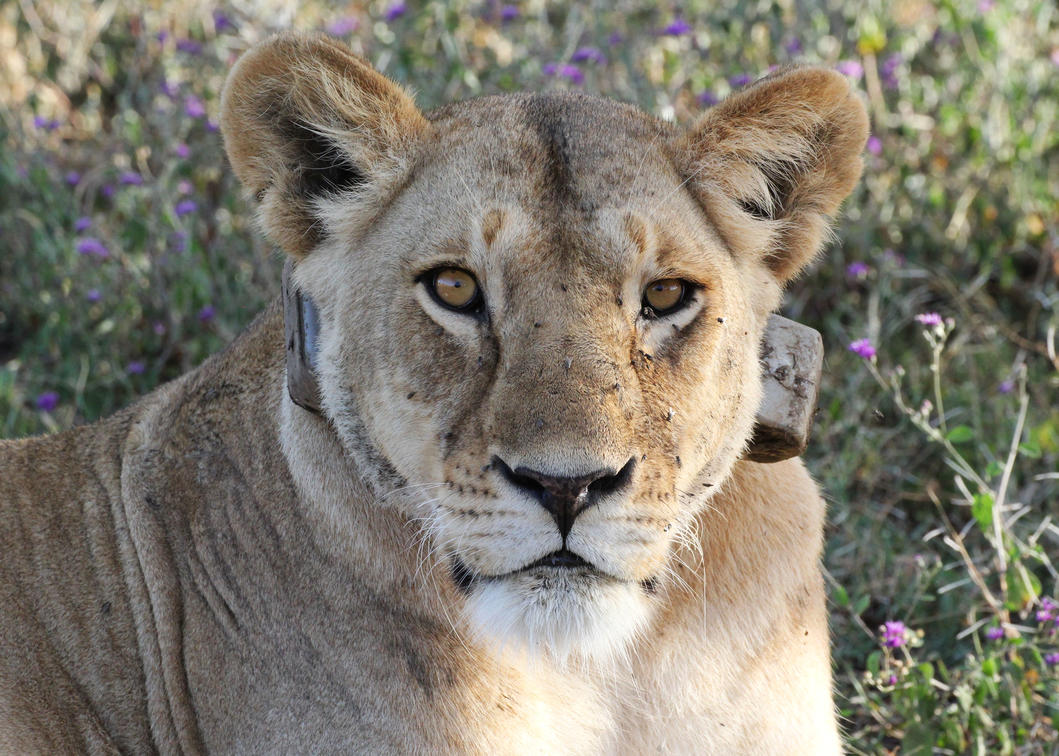 Andbeyond Ngorongoro Crater Lodge Geniessen