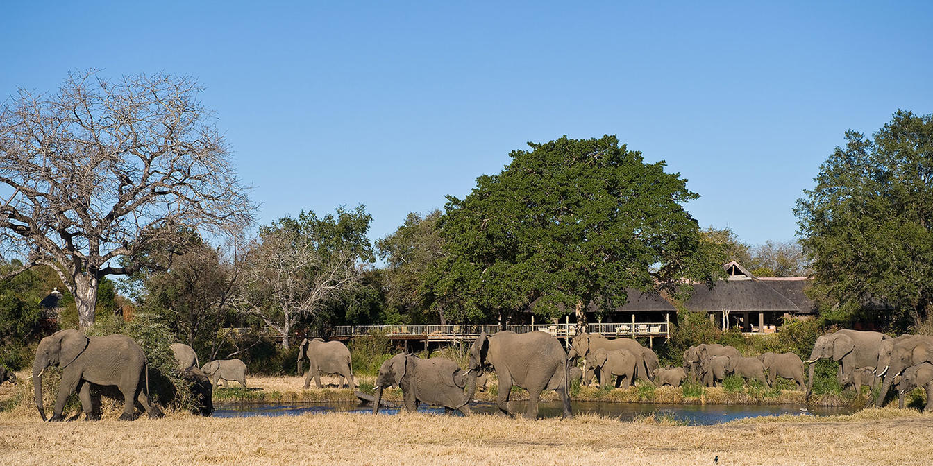 Sabi Sabi Bush Lodge - Gallery