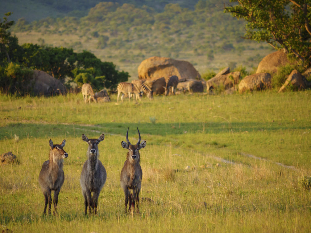 Nkomazi Private Game Reserve - Gallery