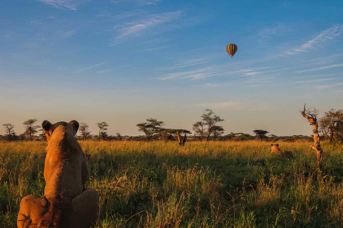 Siringit Migration Camp - Gallery