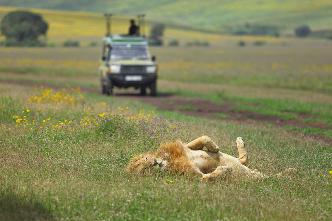 Сафари Лодж в Highlands