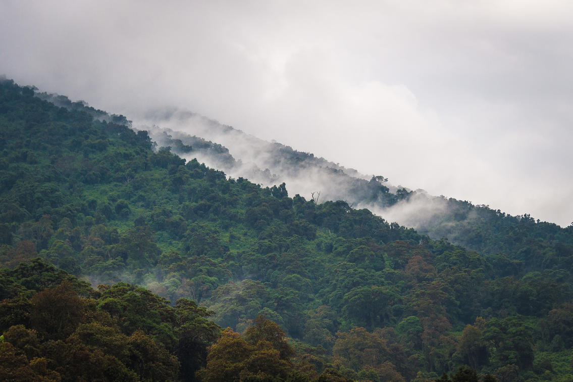 Bisate Lodge - Gallery