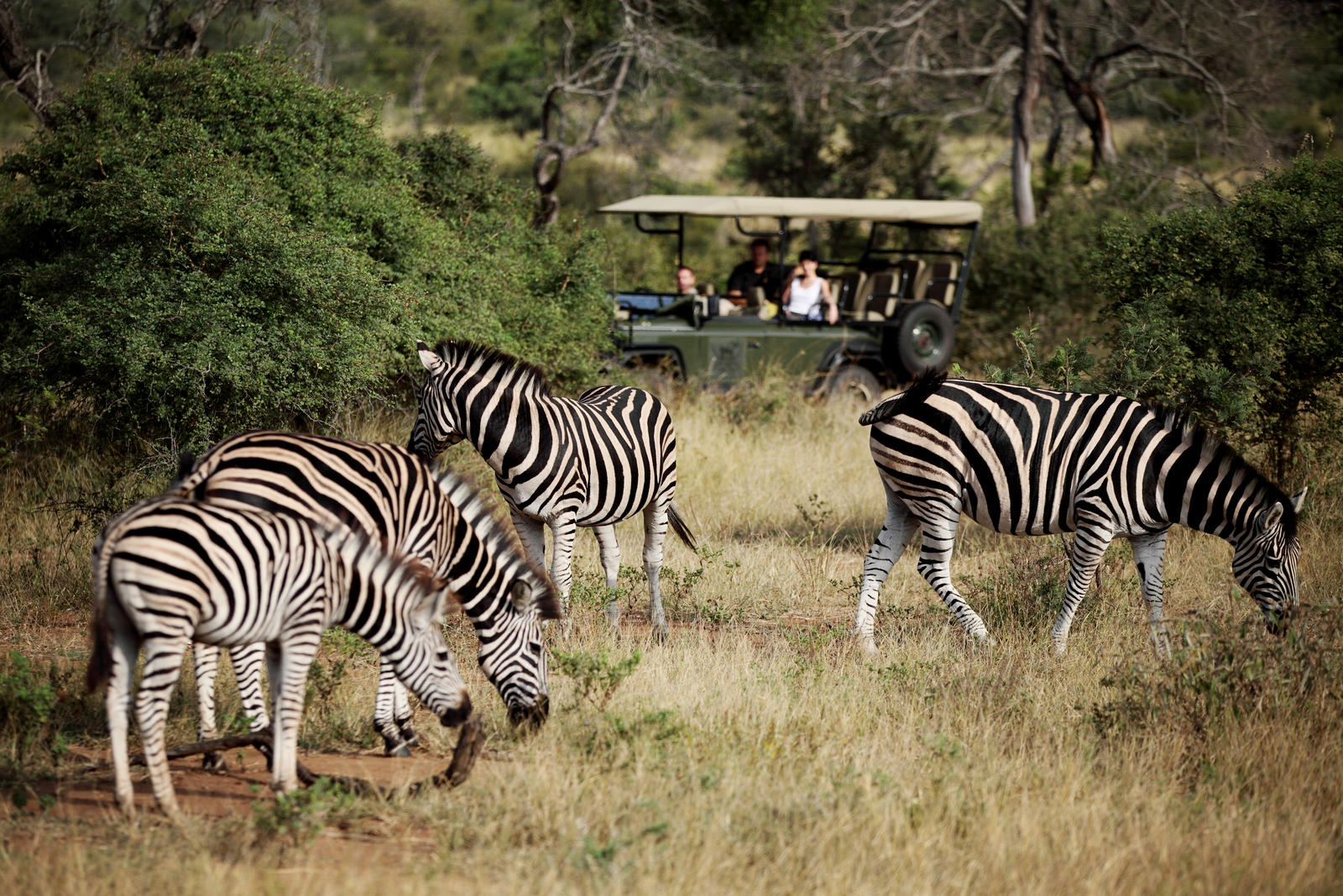 Jabulani Safari