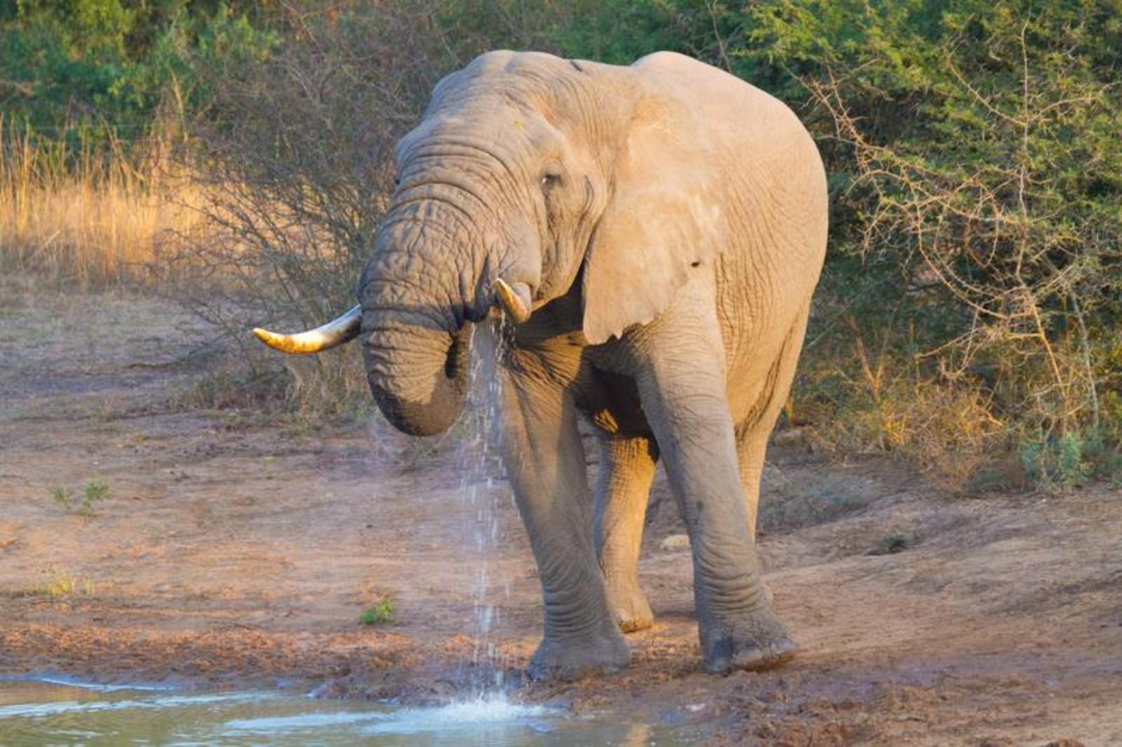 Sungulwane Private Game Lodge